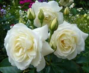 Чиппендейл - полуплетистая роза с душистыми, насыщенно-оранжевыми цветами украшающими куст в течение всего лета Высокая декоративность в этом сорте сочетается
