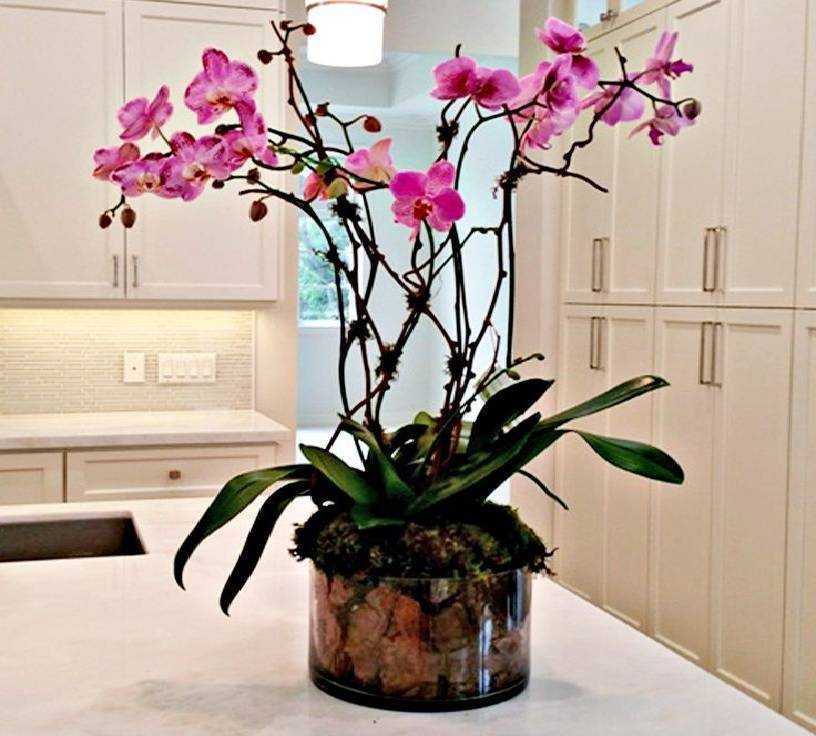 Существует сразу несколько методов полива орхидеи, что позволяет каждому владельцу этого растения подобрать оптимальный вариант Самым простым способом
