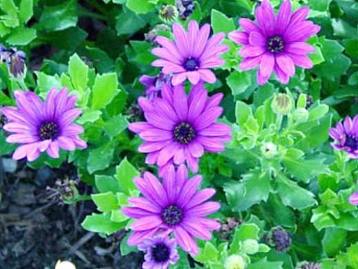 Цветок остеоспермум: посадка, выращивание и уход за растением