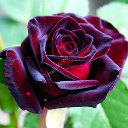 Роза «черная магия»: описание сорта, фото и отзывы