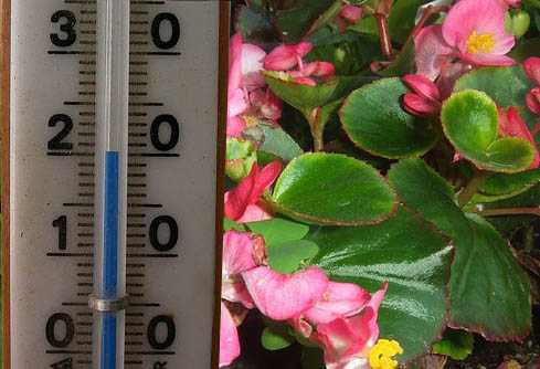 Температурный режим для комнатных растений