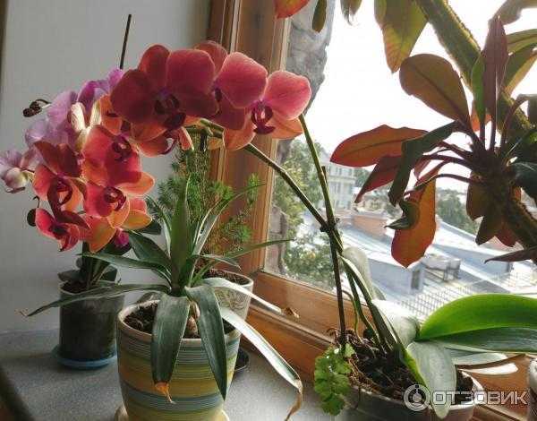 Орхидея фаленопсис: уход, пересадка, размножение. почему не цветёт в домашних условиях.