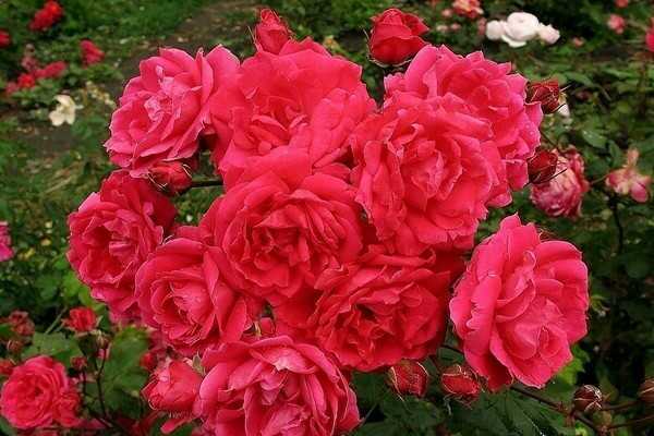 Роза блю мун – сиреневое очарование в вашем саду