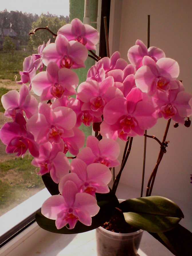 Как рассадить орхидею – пошаговый алгоритм с фото