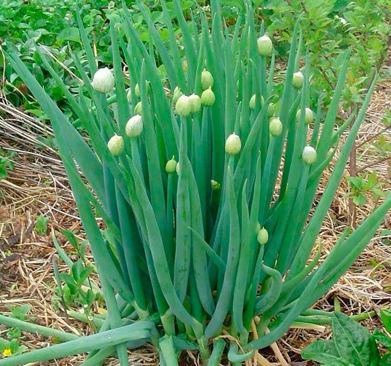 Травянистое многолетнее растение лук-батун (Allium fistulosum), еще именуемое татарка, либо дудчатый лук, либо песочный, либо китайский, является видом рода Лук