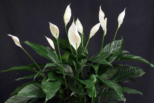 Тилландсия «анита» (21 фото): уход за цветком в домашних условиях, цветение и пересадка цианеи после покупки
