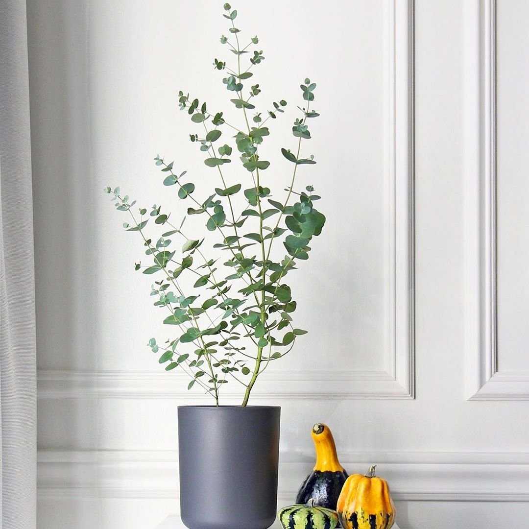 Домашнее растение эвкалипт: можно ли вырастить гиганта в комнатных условиях?
