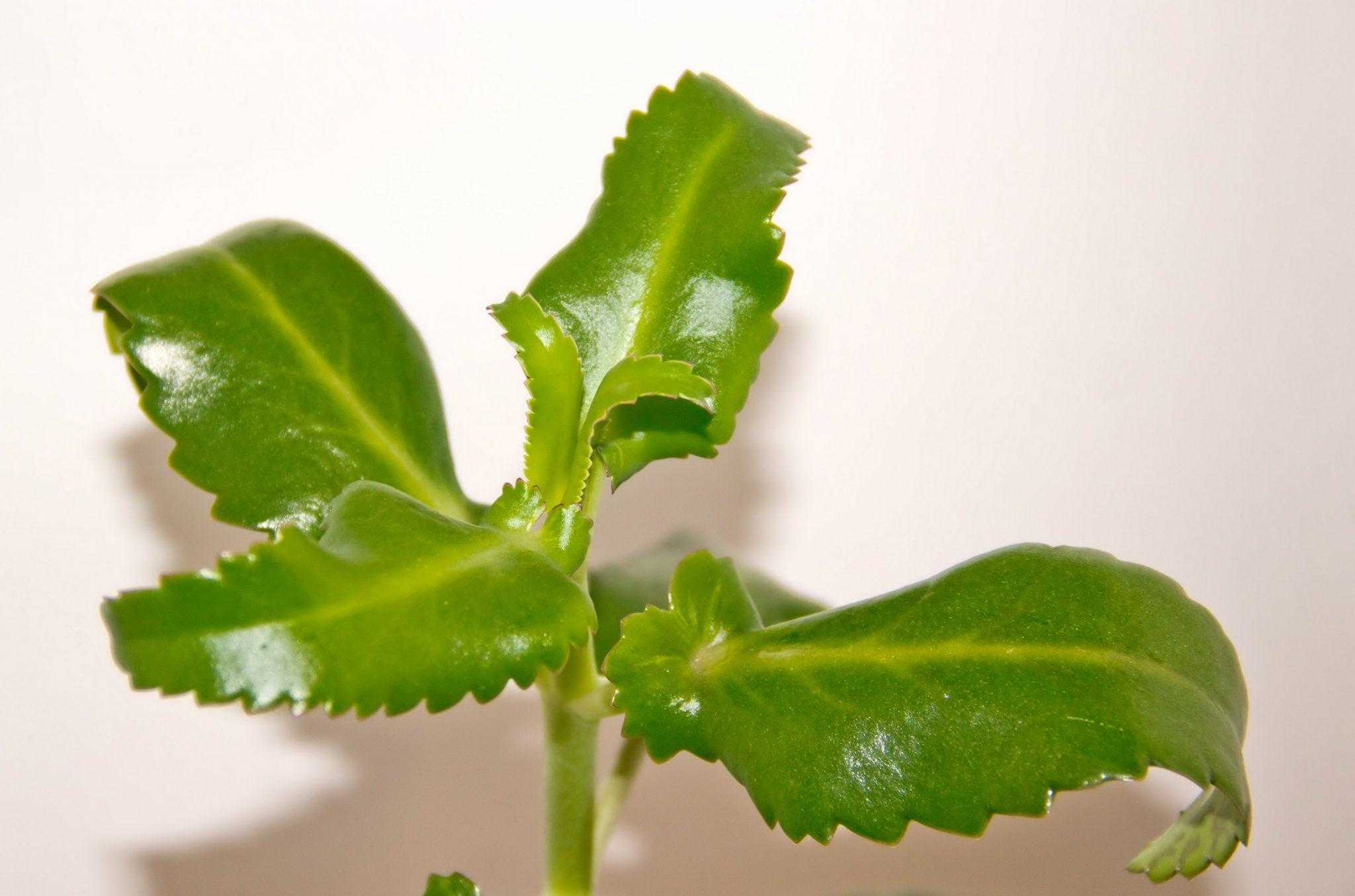 Болезни каланхоэ — лечим растение правильно