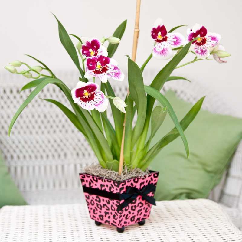 Мильтония: уход в домашних условиях за роскошной орхидеей