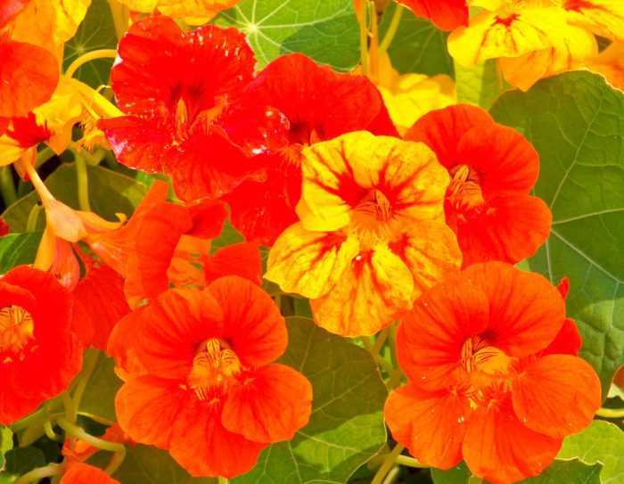 Настурция: описание и особенности выращивания - Проект "Цветочки" - для цветоводов начинающих и профессионалов