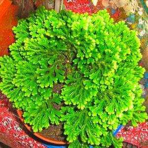Селагинелла (Selaginella) выращивается в домашних условиях в качестве почвопокровного растения, и обладает очень необычным и эффектным внешним видом