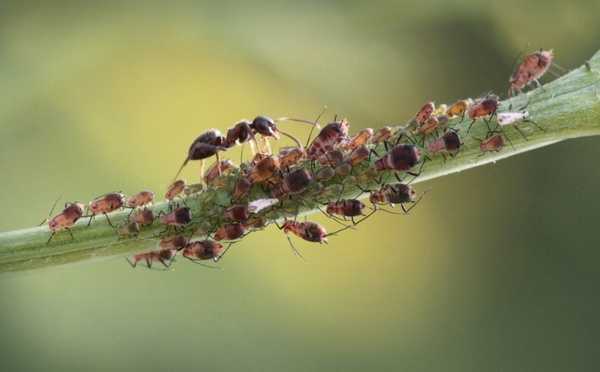 Как избавиться от муравьев в огороде навсегда: чем быстро уничтожить муравейник