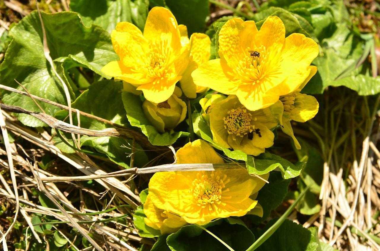 Калужница - фото, описание растения, посадка и уход, выращивание из семян, когда цветет
