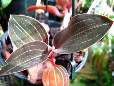 Драгоценная орхидея лудизия уход в домашних условиях