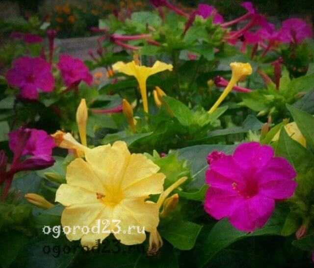 Цветы ночная красавица: описание, особенности выращивания и ухода, фото - sadovnikam.ru