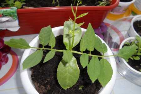 Как вырастить хорошую рассаду однолетних георгинов из семян