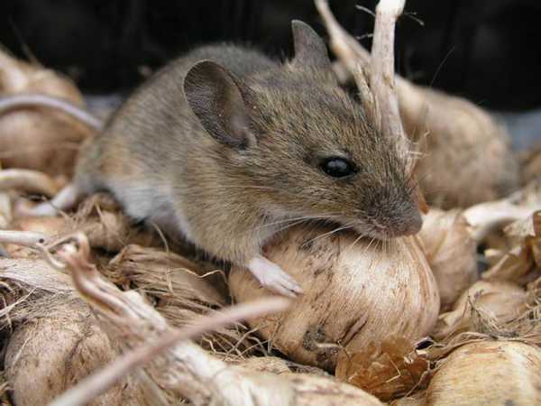 В доме живут мыши.  чем опасно такое соседство и как от него избавится?