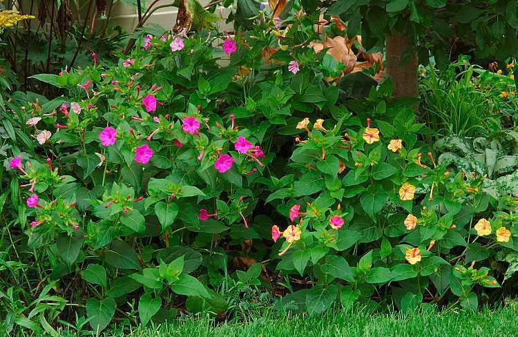 Цветок мирабилис - посадка и уход в открытом грунте