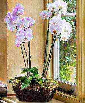 Пересадка и уход за орхидеей в домашних условиях: фото и видео о правильном поливе, подкормке и обрезке цветов фаленопсиса после проведения процедуры