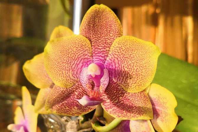 Орхидея необычных форм и цветов, интересные горшки, самая яркая, различные цветки, фото и видео от специалистов
