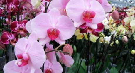 Схема строения орхидеи фаленопсис, основные понятия: псевдобульба, что такое точка роста и другие, а также советы, как разбудить спящую почку