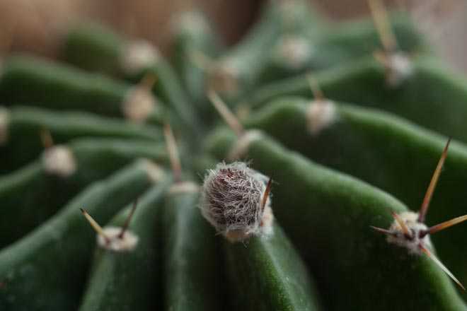 Какой грунт нужен для выращивания кактусов?