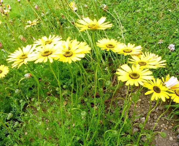 Цветок торения: выращивание из семян в домашних условиях, посадка и уход, описание