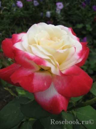 Роза флорибунда кимоно: фото, отзывы, описание, выращивание, посадка и уход, обрезка, подкормка, подготовка к зиме