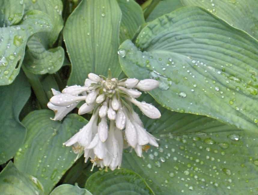 Молочай садовый (euphorbia) — описание многоцветковых, болотных видов