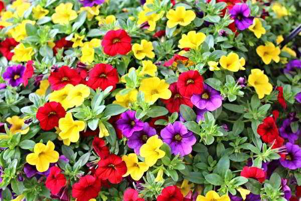 Цветок калибрахоа: сорта на фото, посадка и выращивание в домашних условиях, как организовать уход