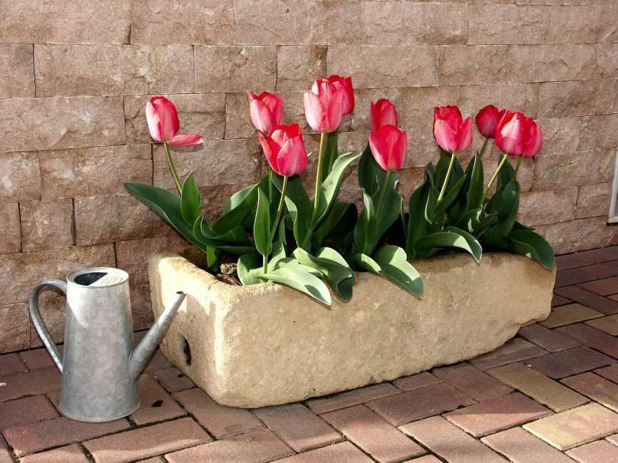 Когда сажать тюльпаны на выгонку к 8 марта дома