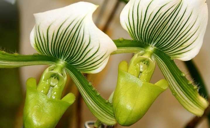 Орхидея пафиопедилум  или венерин башмачок - уход, пересадка, подкормка