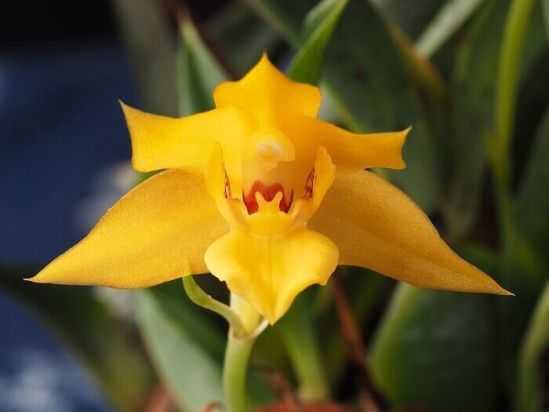В комнатных условиях выращивать такого рода орхидею могут как опытные цветоводы, так и начинающие, а все, потому что данный цветок отличается своей неприхотливостью