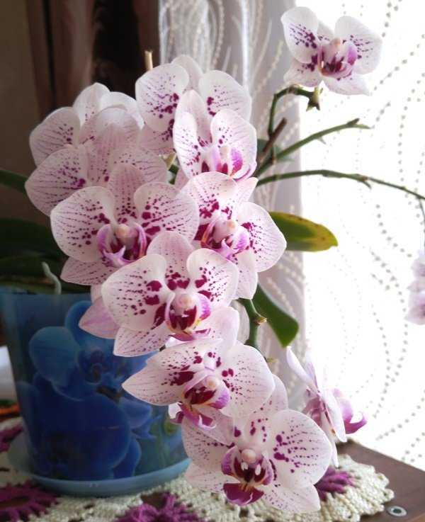 Орхидея фаленопсис: уход в домашних условиях, пересадка, размножение и правила пересадки