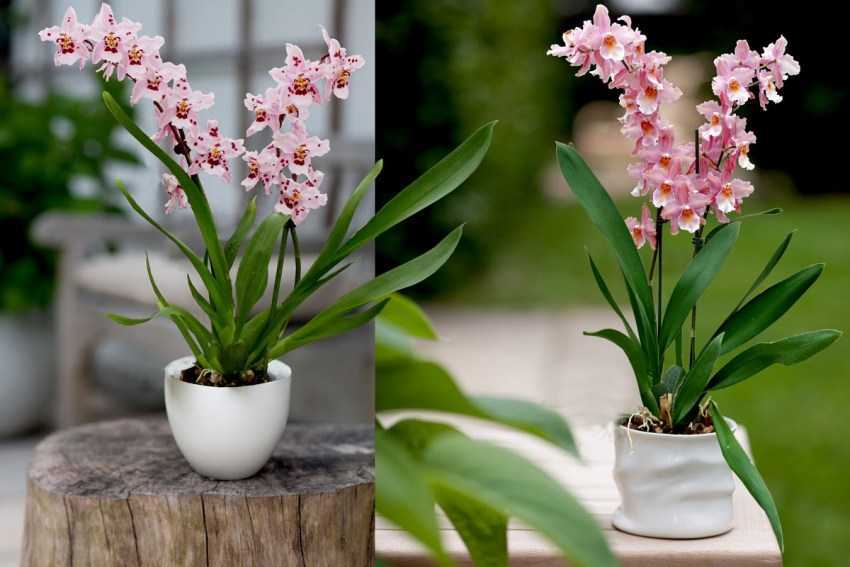 Пересадка орхидеи в домашних условиях – пошаговая инструкция с фото