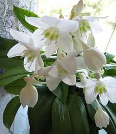 Уход за орхидеями в горшке в домашних условиях после покупки