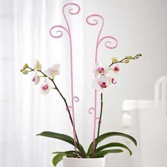 Уход за орхидеей после покупки: советы цветоводу