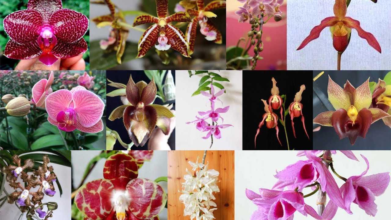 Орхидея с мелкими цветами, название сортов, описание, фото и видео от специалистов