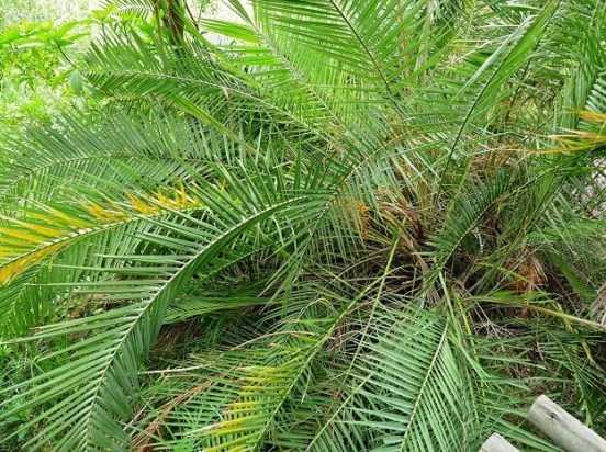 Финиковая пальма в домашних условиях - выращивание из косточки, фото, уход, пересадка