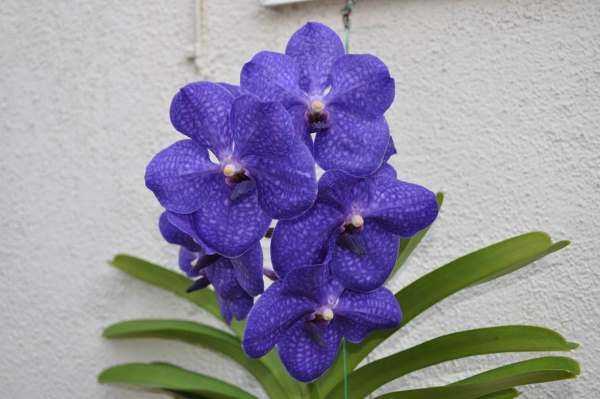 Орхидея ванда: виды и гибриды - Проект "Цветочки" - для цветоводов начинающих и профессионалов
