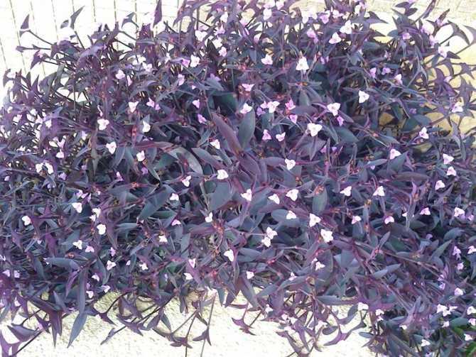 Комнатное растение сеткреазия: фото, правила ухода за ним при выращивании в домашних условиях
