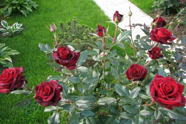 Описание сорта розы «черная магия». правила выращивания, фото