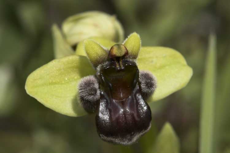 Необычные орхидеи (40 фото): описание орхидей «попугай» и «балерина», «мартышка» и других. самые странные формы растений