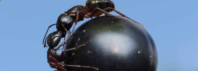 Топ 10 лучших средств от муравьев, как выбрать?