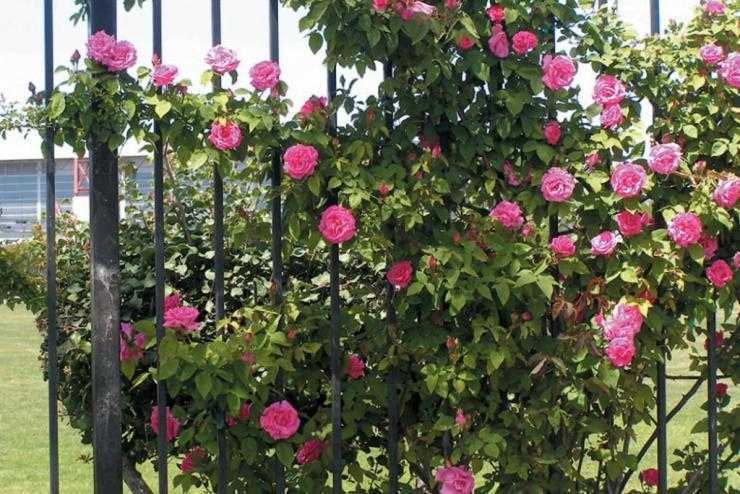 Как и чем правильно укрывать розы осенью: какие розы не надо укрывать на зиму, а какие — необходимо