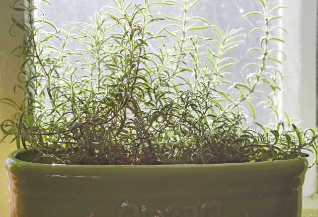 Выращивание розмарина из семян в домашних условиях