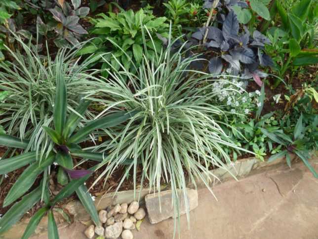 Офиопогон либо как его еще именуют ландышник (Ophiopogon) — это травянистое вечнозеленое растение, имеющее прямое отношение к семейству лилейные (Liliaceae)
