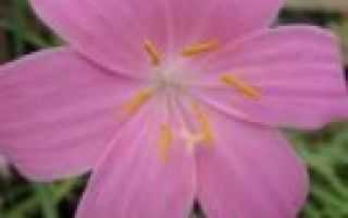 Выскочка - цветок или зефирантес: уход в домашних условиях