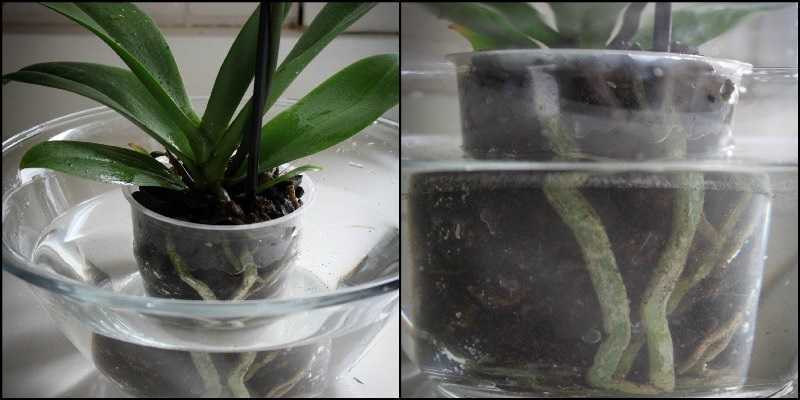 Сорта орхидей: ликаста, лелия, липарис, променея - уход в домашних условиях