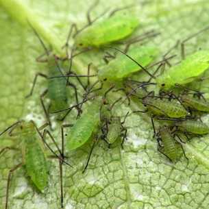 Средства борьбы с паутинным клещом: акарициды и инсектоакарициды